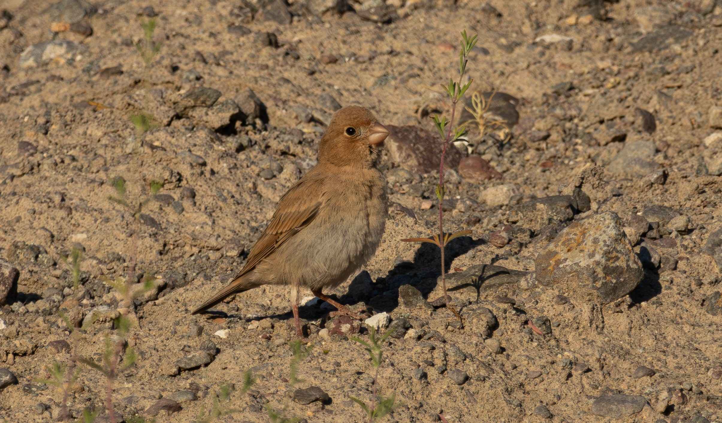 Trumpeter Finch